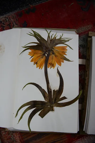 Sason’a Dönüş - Fritillaria imperialis