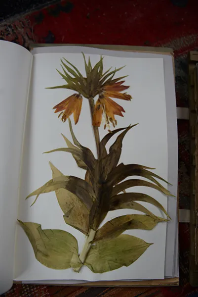 Sason’a Dönüş - Fritillaria imperialis