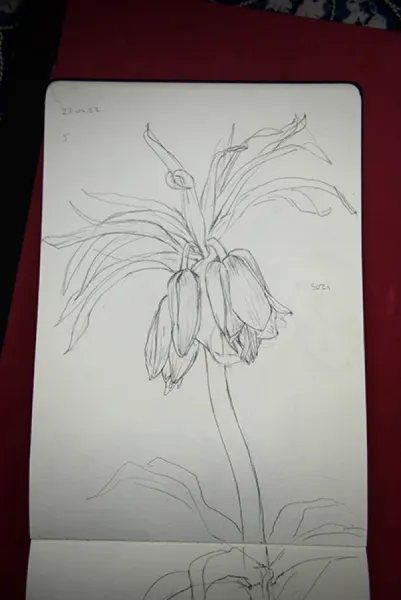 Sason’a Dönüş - Fritillaria imperialis