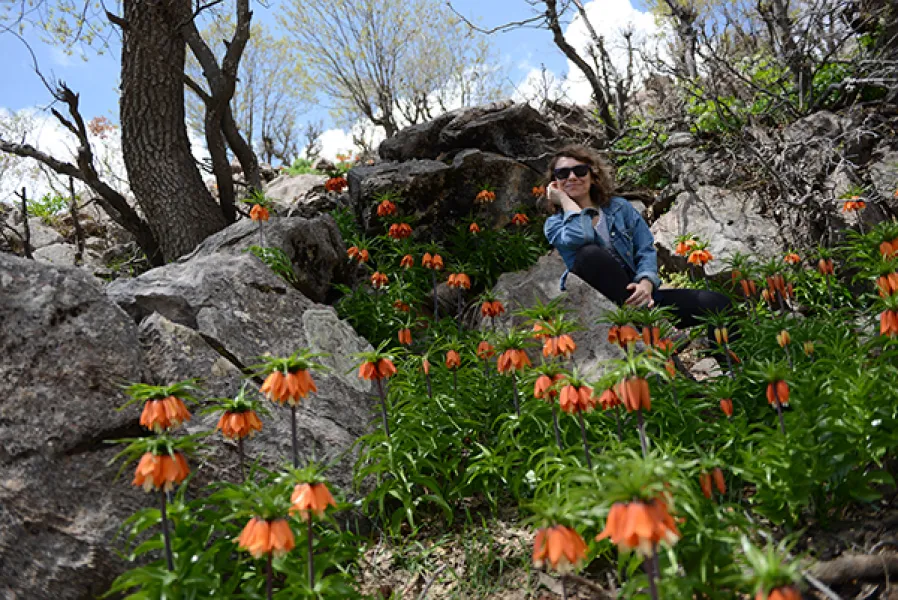 Sason’a Dönüş - Fritillaria imperialis