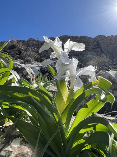 KAYANAVRUZU - IRIS AUCHERI