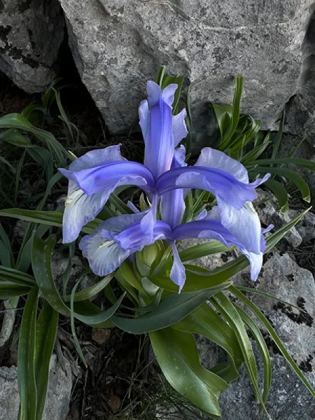 KAYANAVRUZU - IRIS AUCHERI