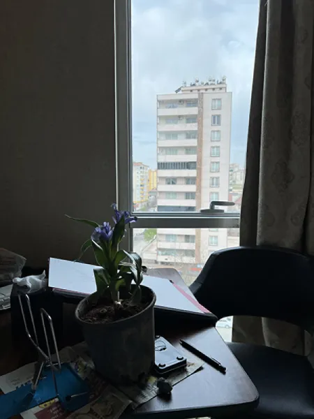 KAYANAVRUZU - IRIS AUCHERI