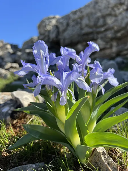 KAYANAVRUZU - IRIS AUCHERI