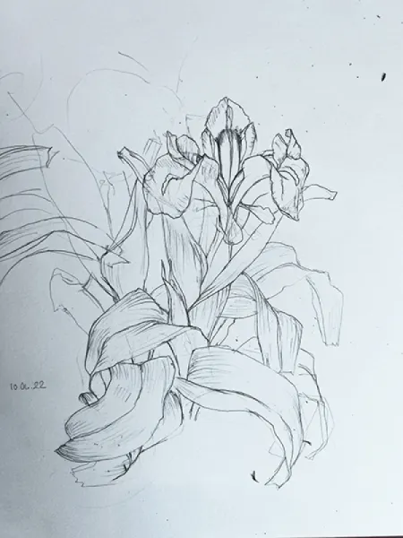 KAYANAVRUZU - IRIS AUCHERI