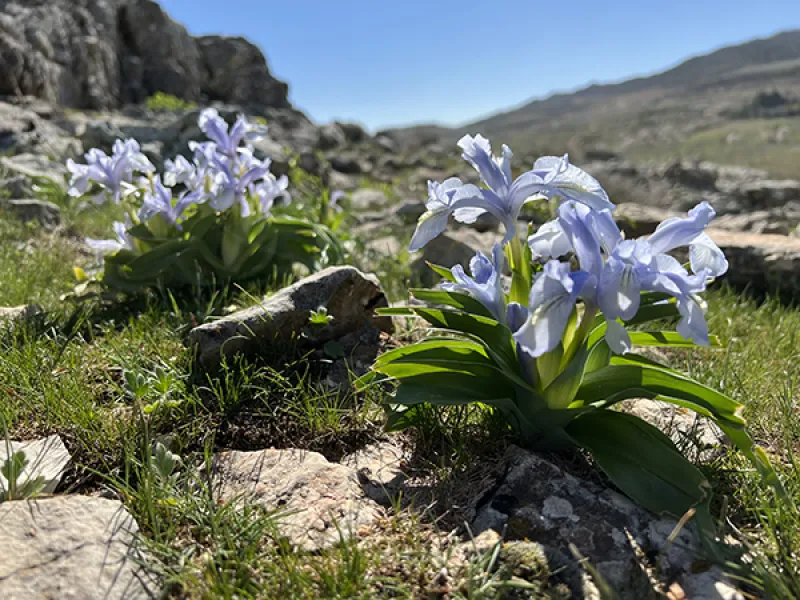 KAYANAVRUZU - IRIS AUCHERI