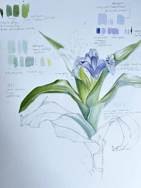 KAYANAVRUZU - IRIS AUCHERI