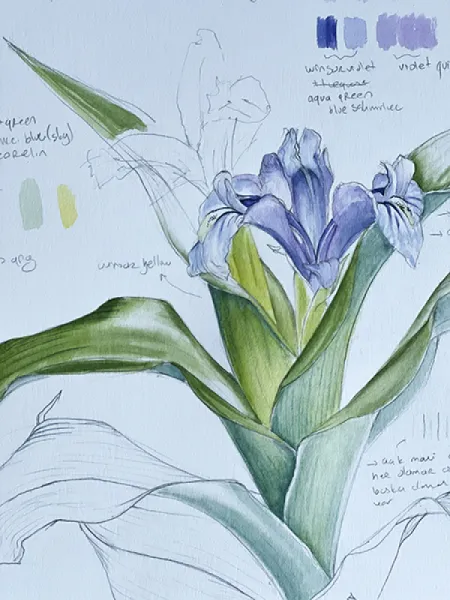 KAYANAVRUZU - IRIS AUCHERI