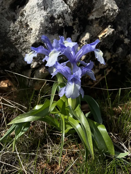 KAYANAVRUZU - IRIS AUCHERI