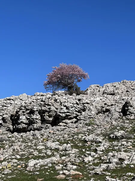 KAYANAVRUZU - IRIS AUCHERI