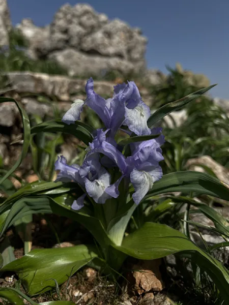 KAYANAVRUZU - IRIS AUCHERI