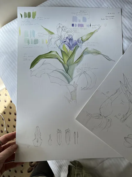 KAYANAVRUZU - IRIS AUCHERI