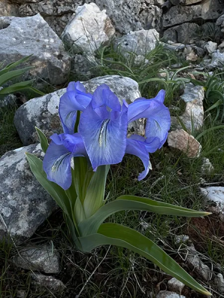 KAYANAVRUZU - IRIS AUCHERI