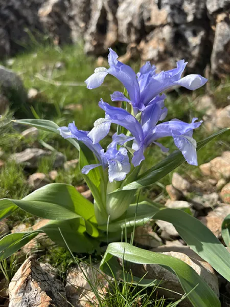 KAYANAVRUZU - IRIS AUCHERI