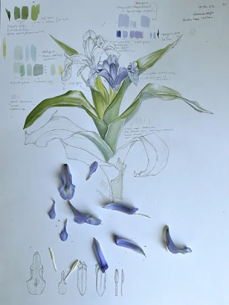 KAYANAVRUZU - IRIS AUCHERI