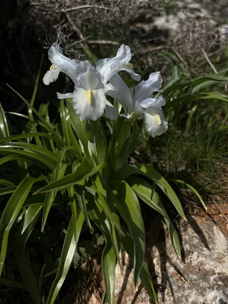 KAYANAVRUZU - IRIS AUCHERI