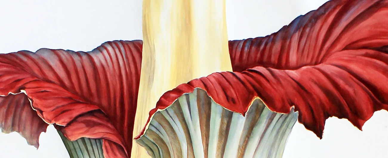 Amorphophallus titanumSuluboya, 2026
280 x 100 cm (110″ x 40″)