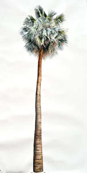 SABAL PALMİYESİ üçlüsü