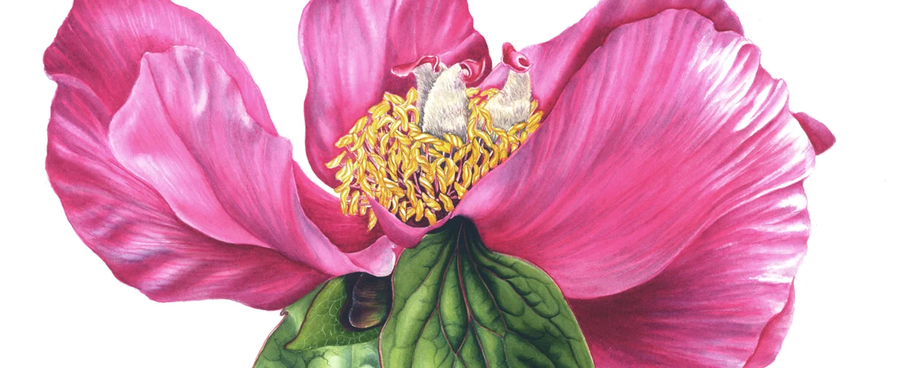 Paeonia masculaSuluboya, 2026
32 x 42 cm (12.5″ x 16.5″)
© Işık Güner