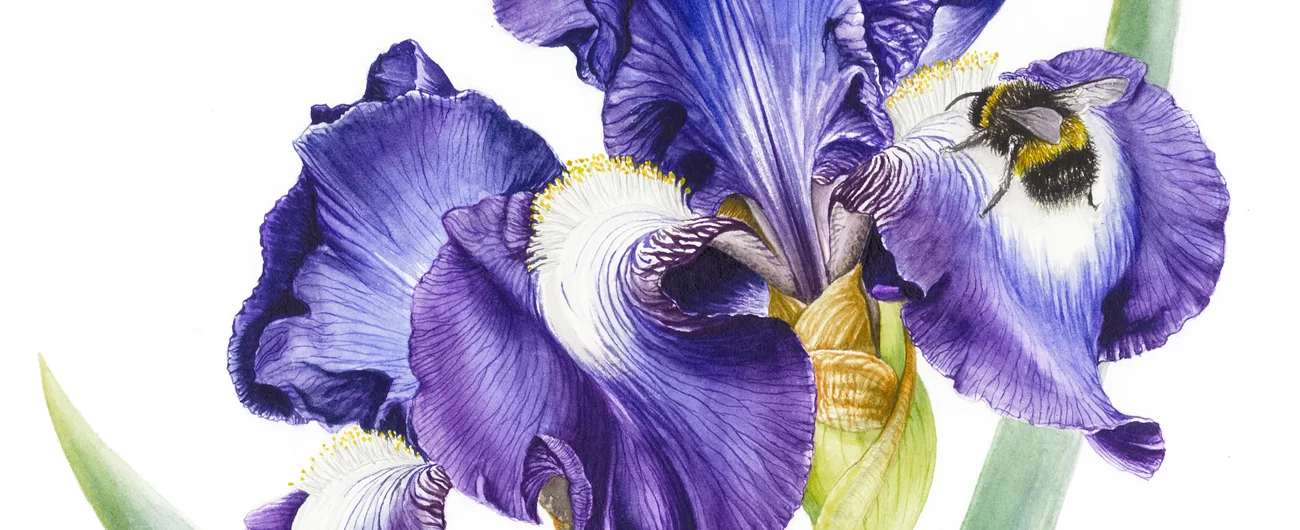 Bearded Iris and a bumble beeSuluboya, 2026
20 x 23 cm (8″ x 9″)
© Işık Güner