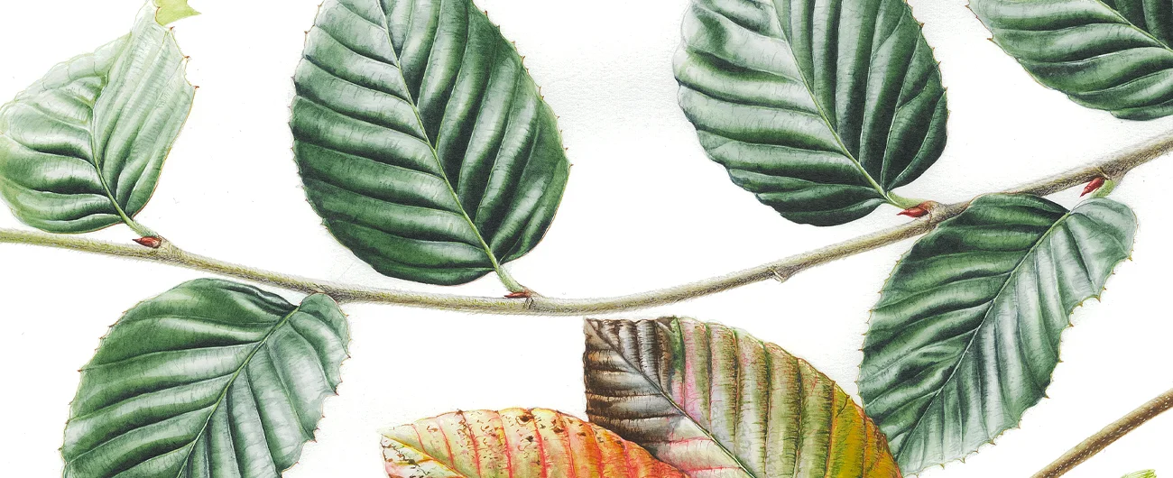 Nothofagus allessandriiSuluboya, 2026
42 x 30 cm (17″ x 12″)
©Kraliyet Edinburgh Botanik Bahçesi