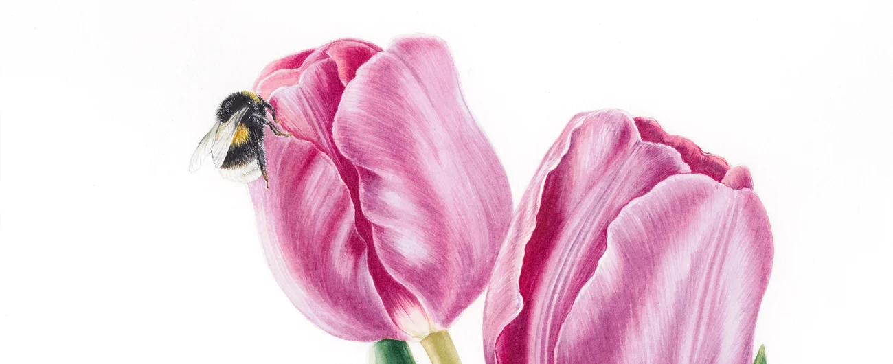 Tulip with a bumble beeSuluboya, 2026
20 x 23 cm (8″ x 9″)
© Işık Güner