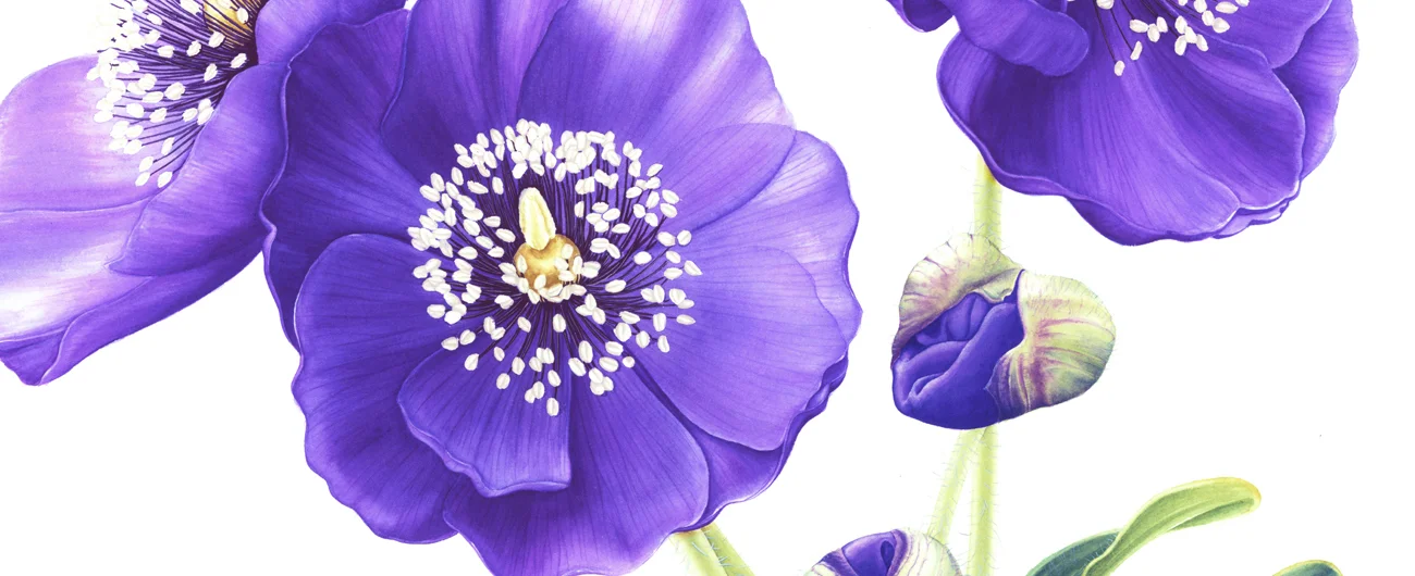 Meconopsis lancifoliaSuluboya, 2026
32 x 42 cm (12.5″ x 16.5″)
© Işık Güner