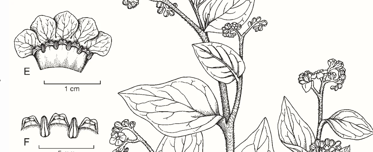 Vaccinium woodianumTeknik kalem, 2026
42 x 30 cm (17″ x 12″)
© Işık Güner