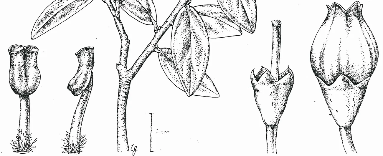 Vaccinium cumingianum var. isarongiiTeknik kalem, 2026
30 x 42 cm (12″ x 17″)
© Işık Güner