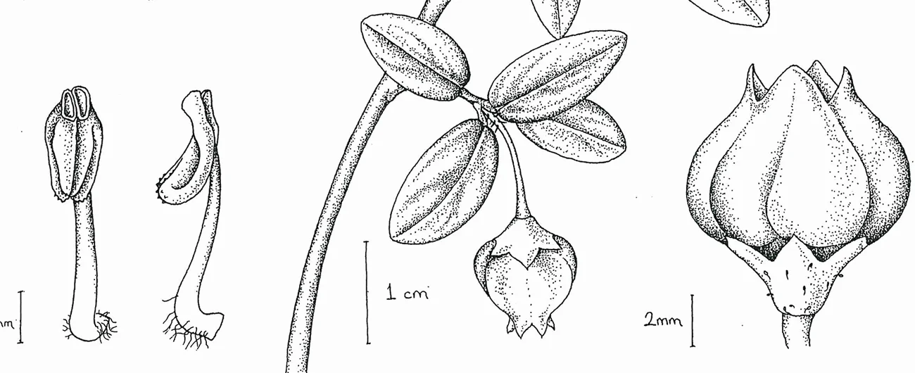 Rhododendron trancongiiTeknik kalem, 2026
42 x 30 cm (17″ x 12″)
© Işık Güner