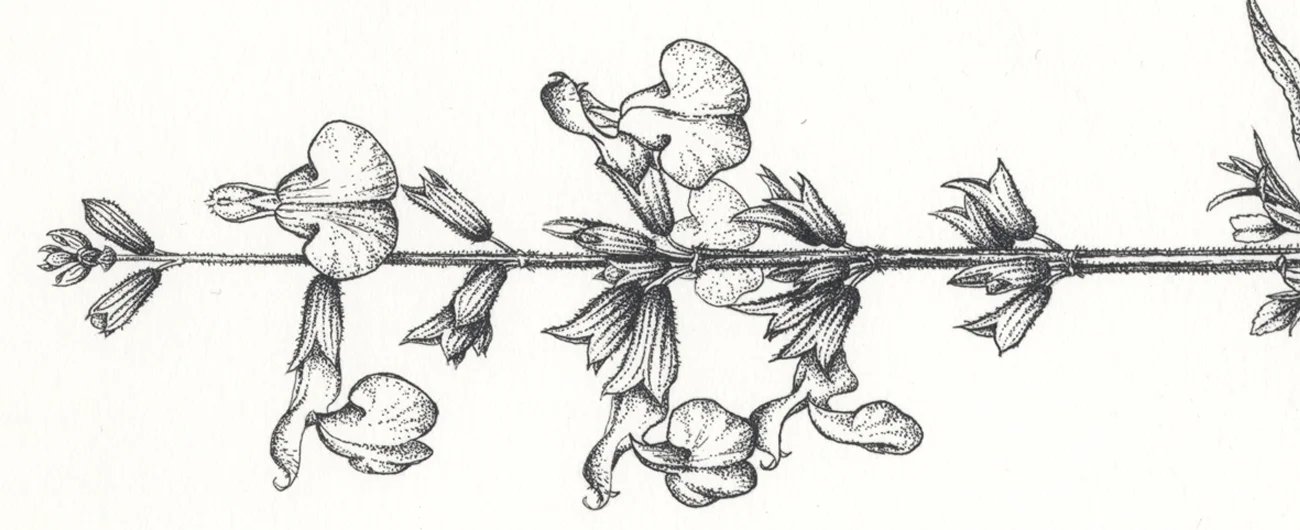 Omphalodes cappadocicaKağıt üzerine suluboya, 2020
42 x 29,5 cm (16.5″ x 11.6″)
© Işık Güner
