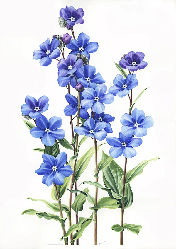 Iris junonia eskiziKağıt üzerine suluboya ve karakalem, 2026Resim boyutu – 35 x 25 cm© Işık Güner