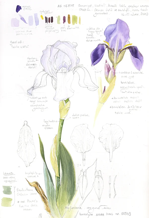 Iris sibirica eskiziKağıt üzerine suluboya ve karakalem, 2026Resim boyutu – 35 x 25 cm© Işık Güner