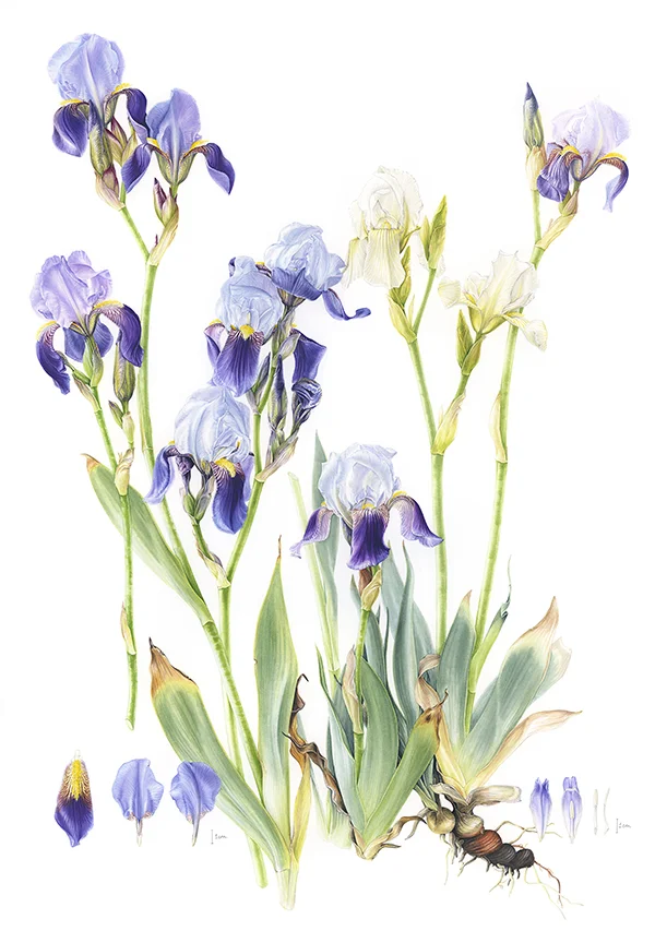 Iris sibiricaKağıt üzerine suluboya, 2026Resim boyutu – 70 x 50 cm© Işık Güner