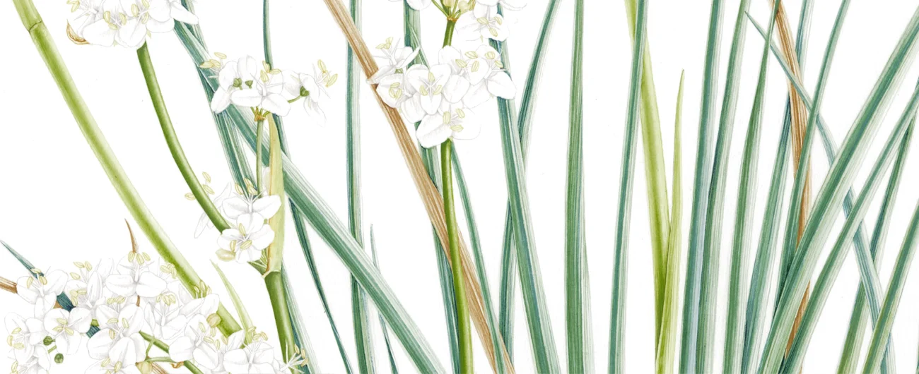 Libertia tricoccaSuluboya, 2026
42 x 30 cm (17″ x 12″)
©Kraliyet Edinburgh Botanik Bahçesi
