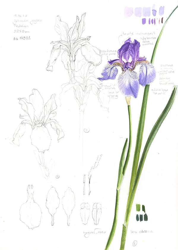 Iris spuria ssp musulmanica eskiziKağıt üzerine suluboya ve karakalem, 2026Resim boyutu – 35 x 25 cm© Işık Güner