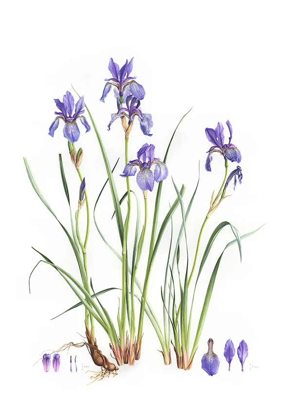 Iris spuria ssp musulmanicaKağıt üzerine suluboya, 2026Resim boyutu – 70 x 50 cm© Işık Güner