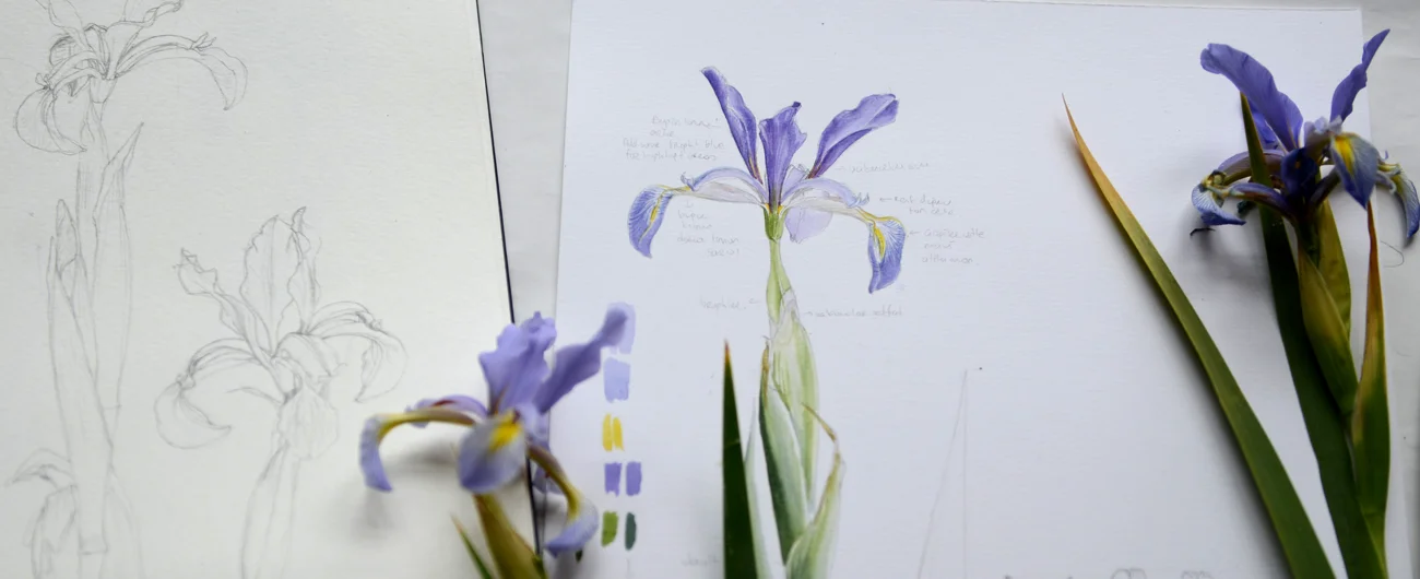 Iris junoniaPrinç kağıdı üzerine suluboya, 2026

Resim boyutu – 70 x 50 cm


© Işık Güner