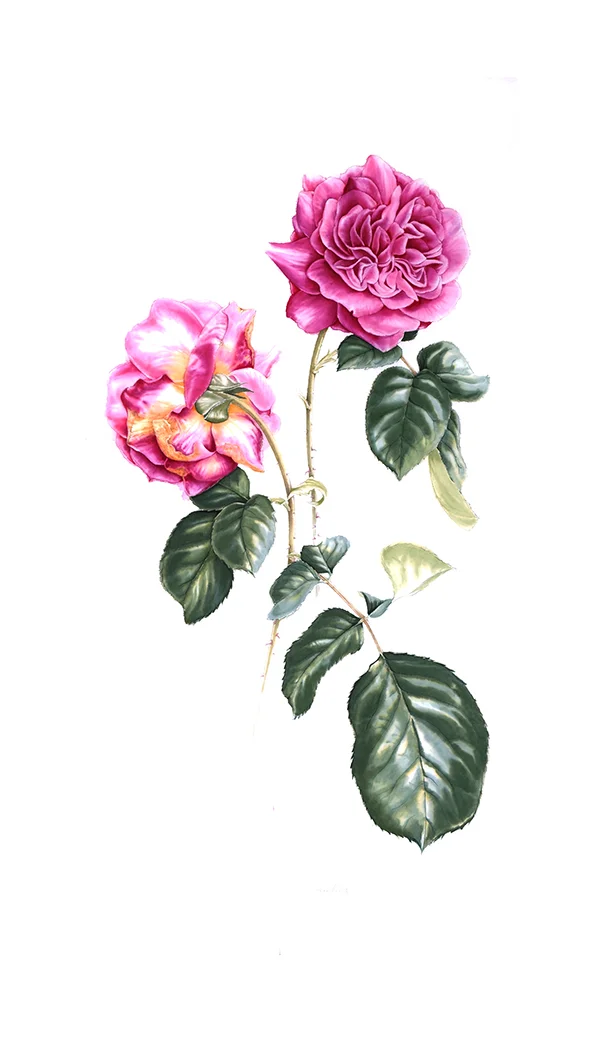 BegonvilPrinç kağıdı üzerine suluboya, 2026

80 x 130 cm