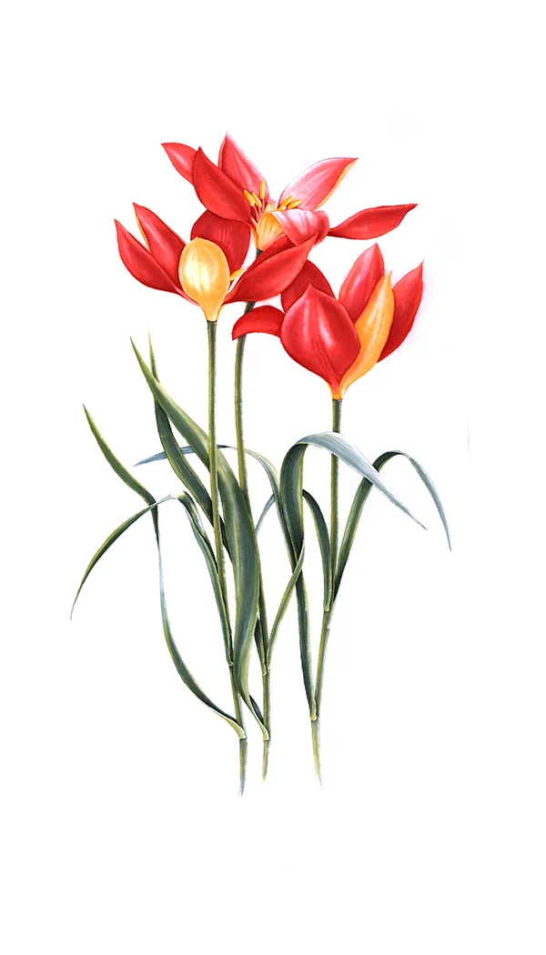 Iris polakii f. barnumiaeKağıt üzerine suluboya, 202630 x 40 cm