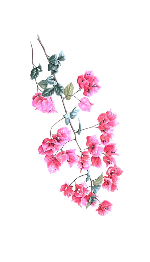 Iris paradoxaKağıt üzerine suluboya, 202635 x 50 cm