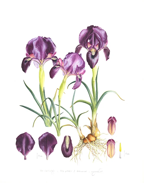 Iris paradoxa eskiziKağıt üzerine kurşunkalem ve suluboya, 202635 x 25 cm
