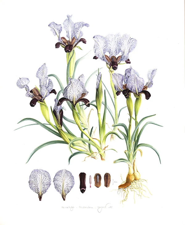 Fritillaria alburyanaKağıt üzerine suluboya, 2026
50 x 70 cm