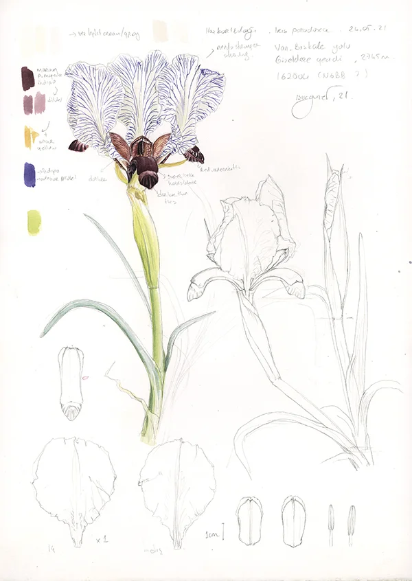 Van navruzuKağıt üzerine suluboya, 202643 x 31,5 cm
