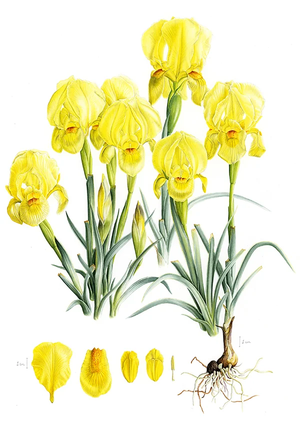 Türk navruzuKağıt üzerine suluboya, 2026

42 x 29,5 cm