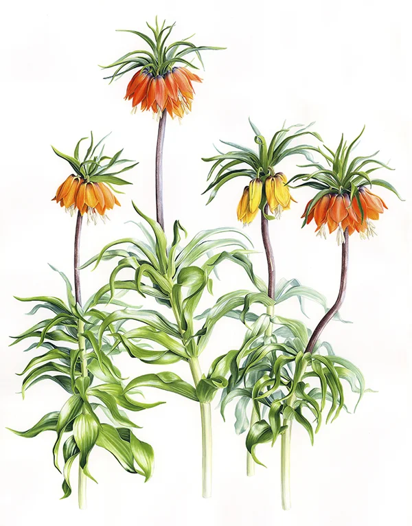 AllıgelinKağıt üzerine suluboya, 2026

50 x 40 cm