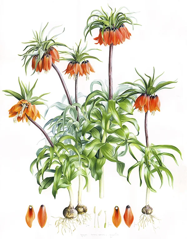 Zarif ıtırKağıt üzerine suluboya, 2026

35 x 50 cm