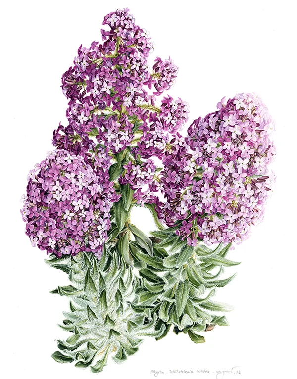 AyıgülüKağıt üzerine suluboya, 2026

49 x 68 cm