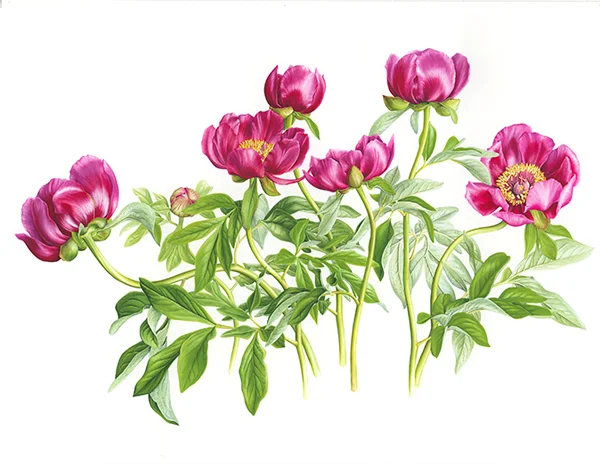 KirnoKağıt üzerine suluboya, 2026

67 x 45,5 cm