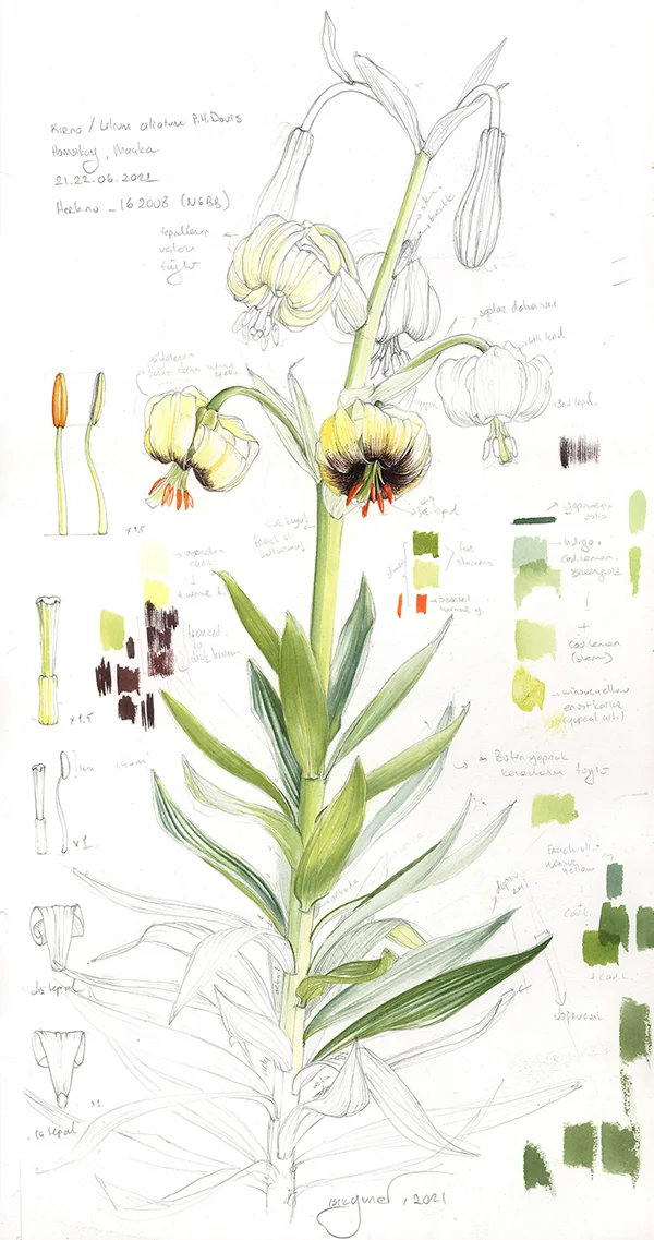 HasırotugillerKağıt üzerine ceviz mürekkebi, 2026

35 x 35 cm